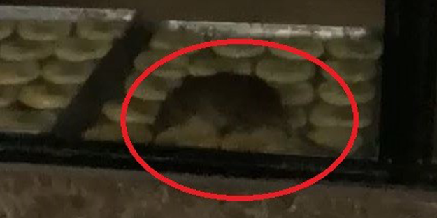 Bu kadar da olmaz! Fırında mide bulandıran görüntüler