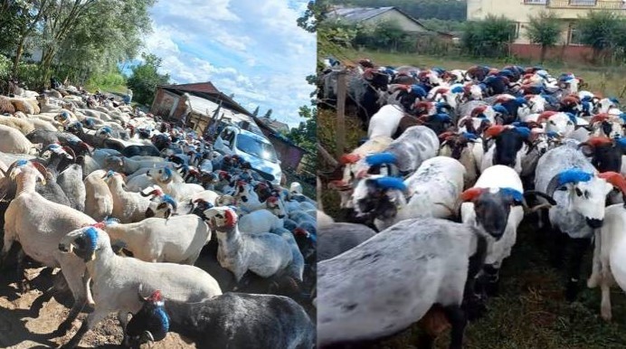 Bu kadar fanatiği de görülmedi! Bakın hayvanların boynuzlarına ne yaptı