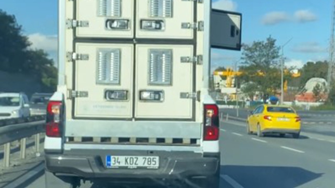 Bu kadar olur CHP'nin çözümü! Sokak köpeklerine bakın ne yaptılar