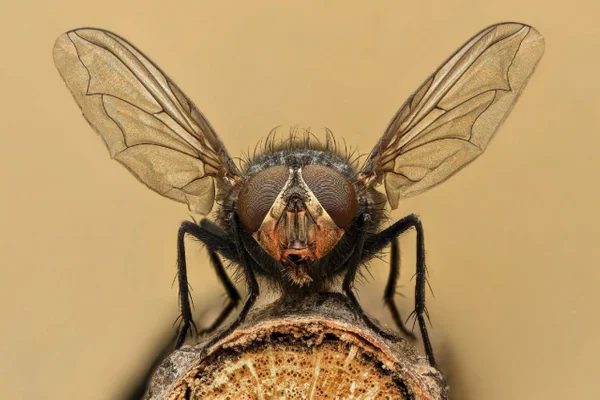 Bu kadarı tesadüf olamaz! Böylesi ne görüldü ne duyuldu! Bilim insanları şaşkın