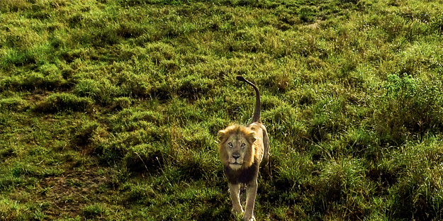 Bu kareler sanki bir belgeselden çıkmış gibi! Müthiş görüntüler: Uganda'da rekor ziyaretçi...