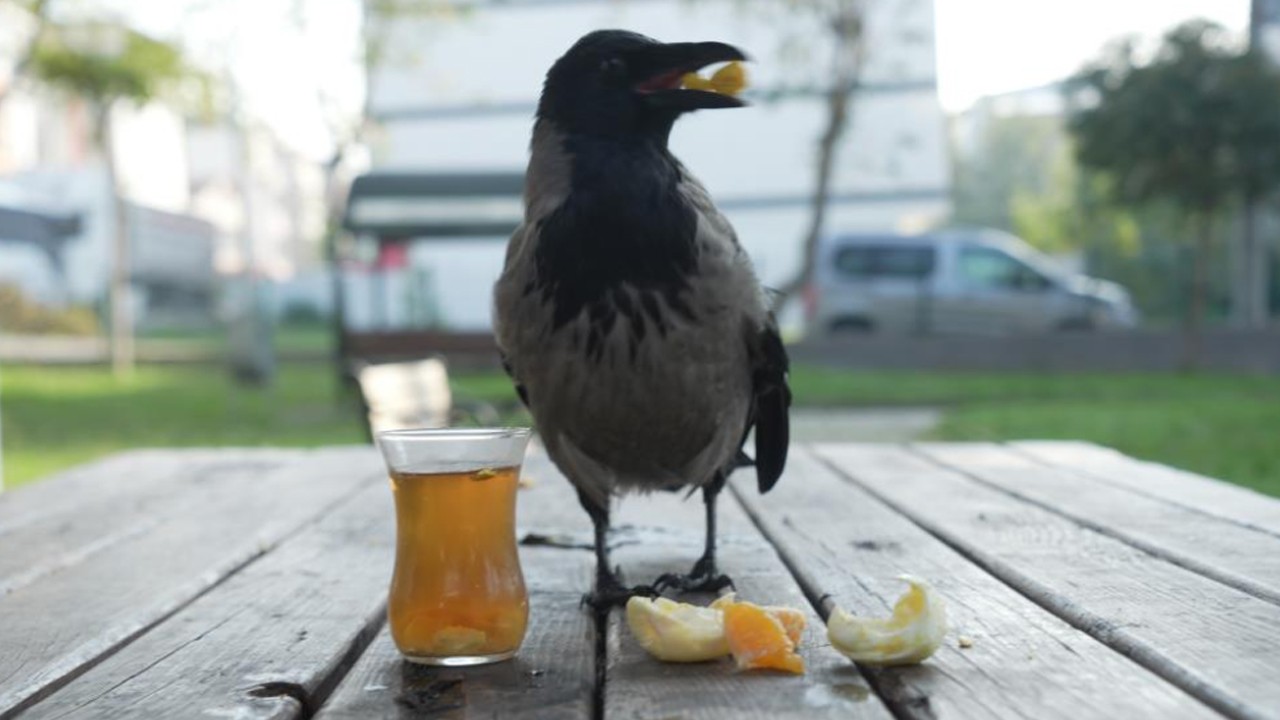 Bu karga Çay içip Rize helvası yiyor: Sosyal medyada video gündeme oldu! onun peşinden gidiyor