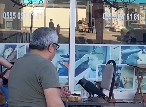 Bu karga kahvehane müdavimi