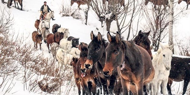 Bu katırlar ihale ile satılacak!