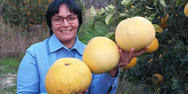Bu kavun ağaçta yetişiyor! Yok satıyor