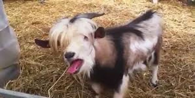 Bu keçi kendisini tavuk zannediyor!