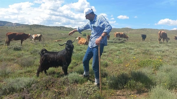 Bu keçi sahibinin sözünden çıkmıyor