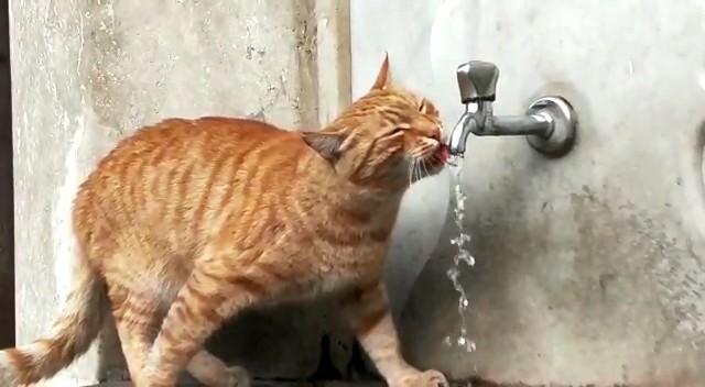 Bu kedi çeşmeden başka hiç bir yerden su içmiyor 