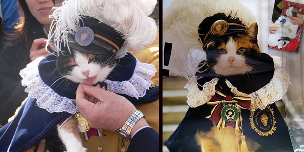 Bu kedinin mesleği var