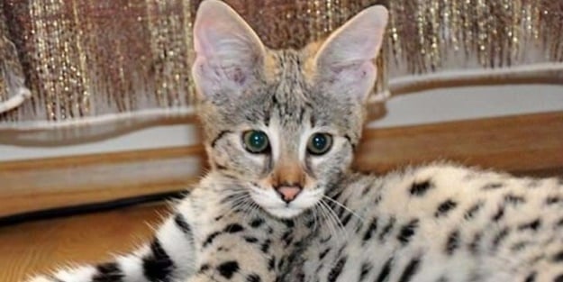 Bu kedi tam tamına 22 bin dolar!