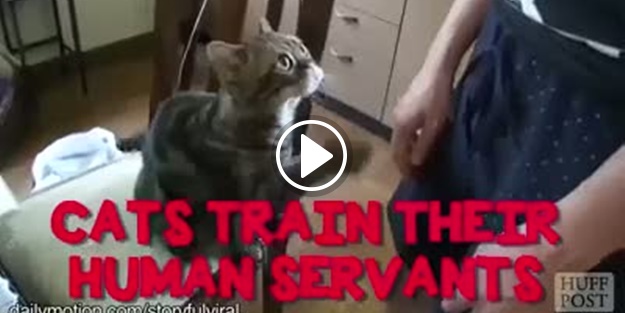 Bu kediler sevgiye öyle aç ki!