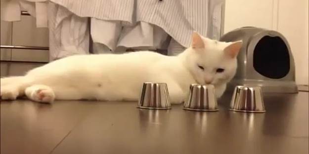 Bu kedinin zekasına diyecek yok