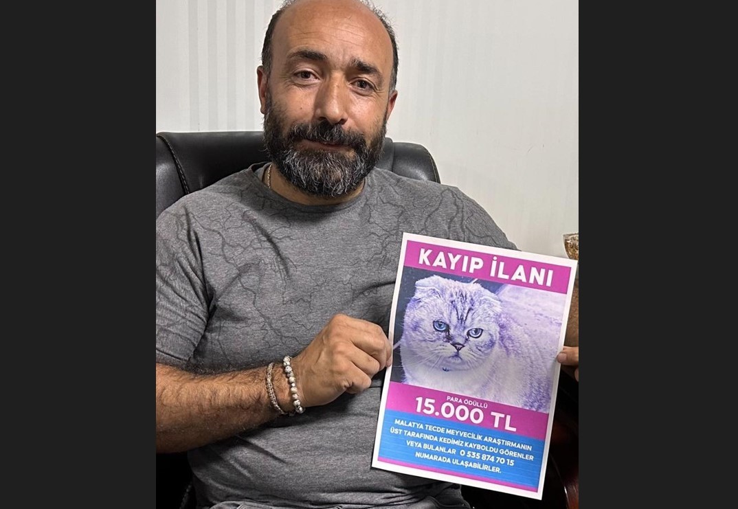 Bu kediyi bulana 15 bin TL ödül!