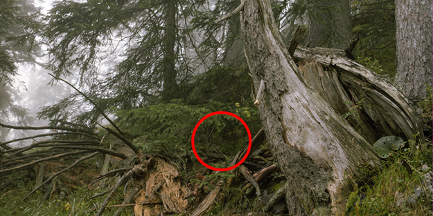 Bu keskin nişancıları görmek imkansız!