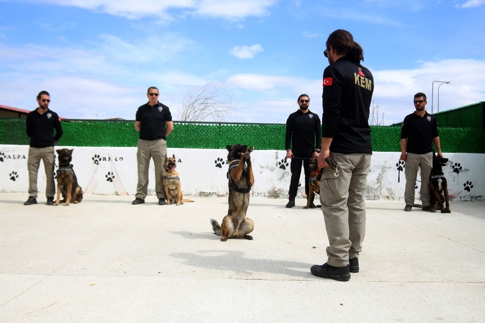 Bu kez ‘Evde kal’ çağrısı, dedektör köpeklerden geldi 