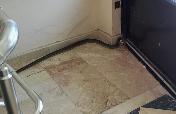 Bu kez yılan paniği Afyonkarahisar'da yaşandı