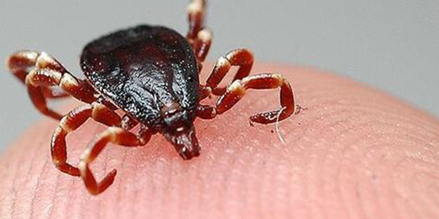 Bu kıyafetleri giyin! Uzman isimden kene tehlikesine karşı uyarı