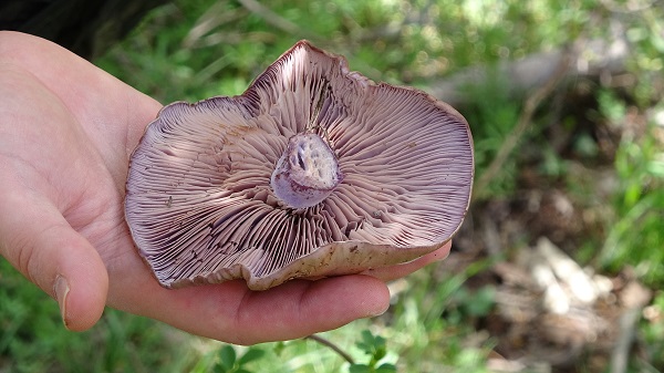 Bu konuya kimse aldırış etmiyor! Bile bile ölüme davetiye çıkartmayın