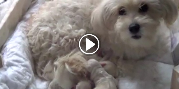 Bu köpek 'anne' diyor!