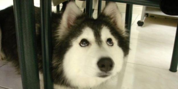 Bu köpek kendini kedi sanıyor