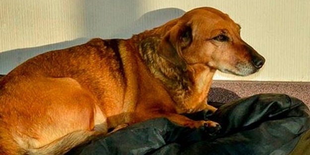 Bu köpek sadakatiyle görenleri şaşırtıyor