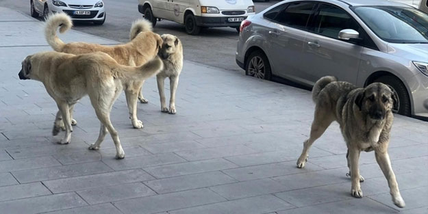 Bu köpek saldırısı değil resmen terör