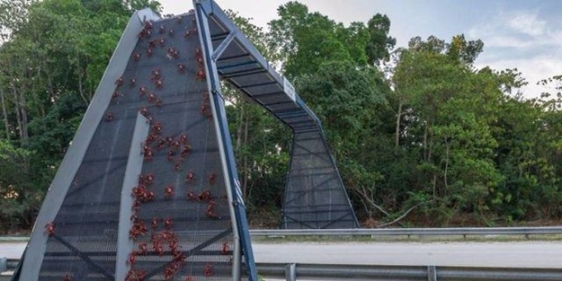 Bu köprülerden insan geçmiyor!