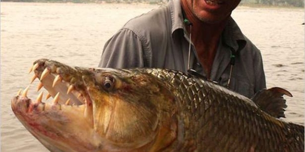 Bu korkunç balıkları daha önce hiç görmediniz