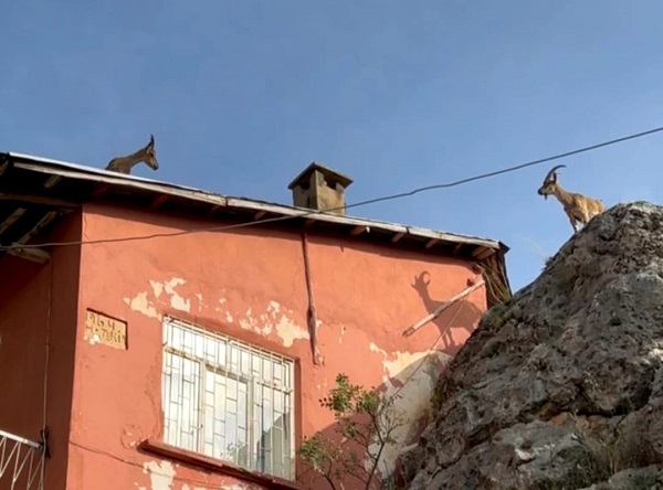 Bu köy dağ keçilerini evcilleştirdi!
