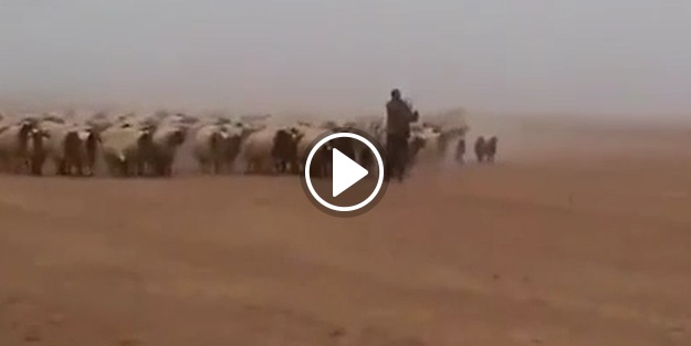 Bu koyunlar marşla yürüyor!