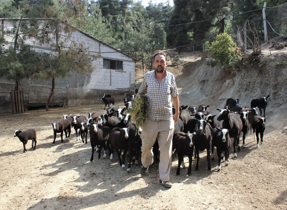 Bu koyunu almak isteyenler 5 ay sıra bekliyor 