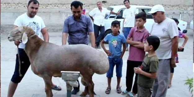 Bu koyunu görenlerin ağzı açık kalıyor! Tam 192 kilo