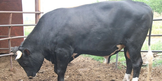 Bu kurbanlık tam tamına 1.3 ton ağırlığında! İşte fiyatı