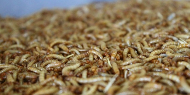 Bu kurtların kilosu 90 TL!