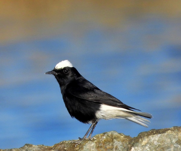Bu kuş türü Türkiye'de ilk kez görüntülendi