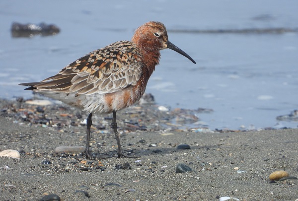 Bu kuşlara hayran kalmamak imkansız