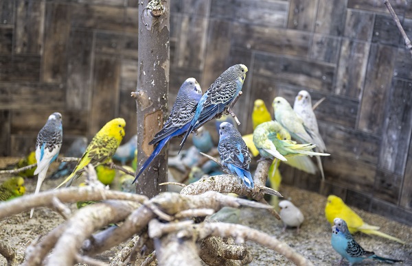 Bu kuşların her biri enkazdan çıkarıldı