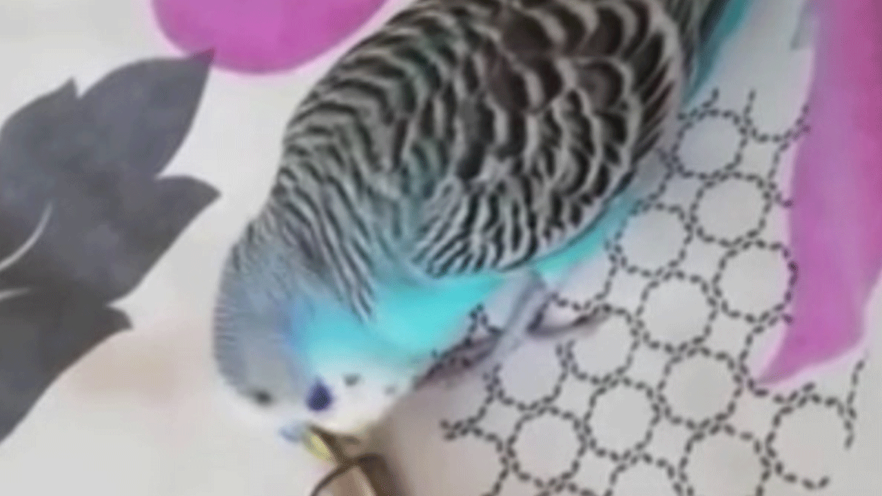 Bu kuşu bulana 20 bin lira verecek!