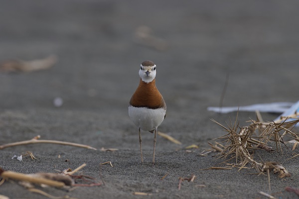 Bu kuşu görmek neredeyse imkansızdı!