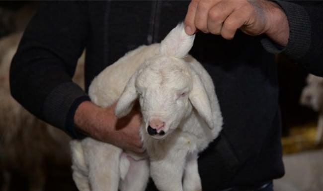 Bu kuzu görenleri şaşkına çeviriyor!