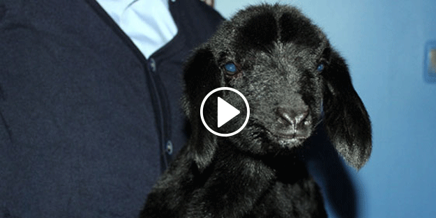 Bu kuzu herkesi çok şaşırttı! Öyle bir şey dedi ki…