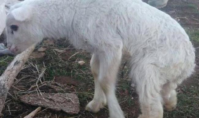 Bu kuzuyu görenler şaşırıyor!