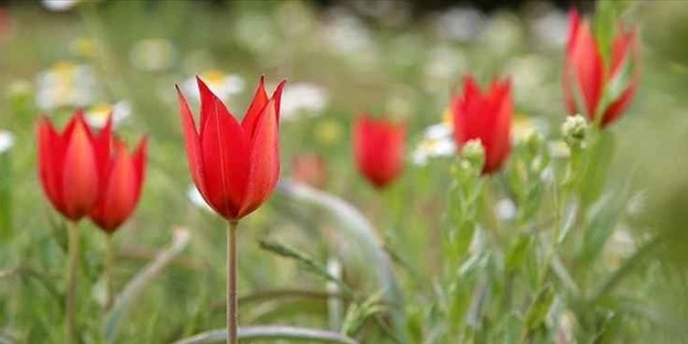 Bu laleyi sakın koparmayın! Cezası dudak uçuklatıyor