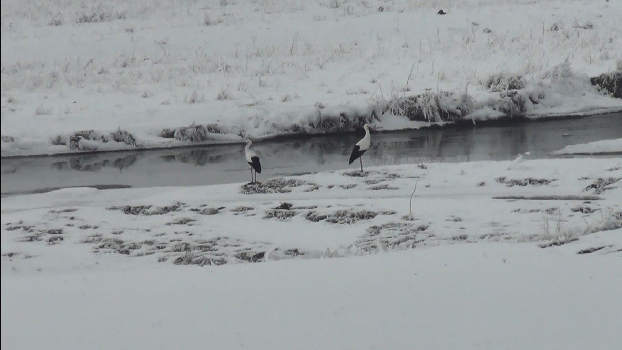 Bu leylekler kara kışa direniyor!