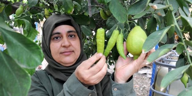 Bu limonu görenler şaşırıyor!