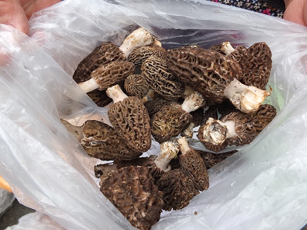 Bu mantar altın ile yarışıyor