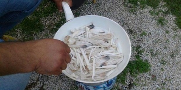 Bu mantar, görüp koparmazsanız bakın ne yapıyor!