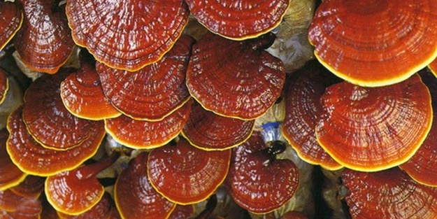 Bu mantara da dikkat etmelisiniz