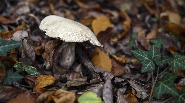 Bu mantara daha yakından bakın! Aman dikkat zehirlenmelerin yüzde 95'inin sebebi bu