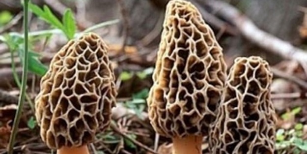 Bu mantarın kilosu 800 TL! - FOTO